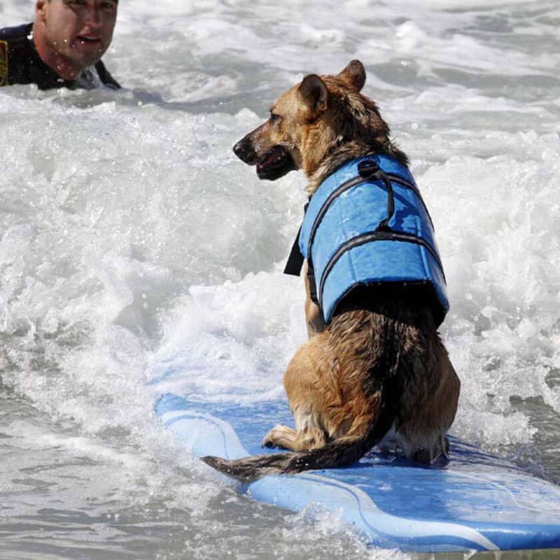 Dog Life Vest Summer Printed Pet Life Jacket Dog Safety Clothes Dogs Swimwear Pets Safety Swimming Suit - Image 17