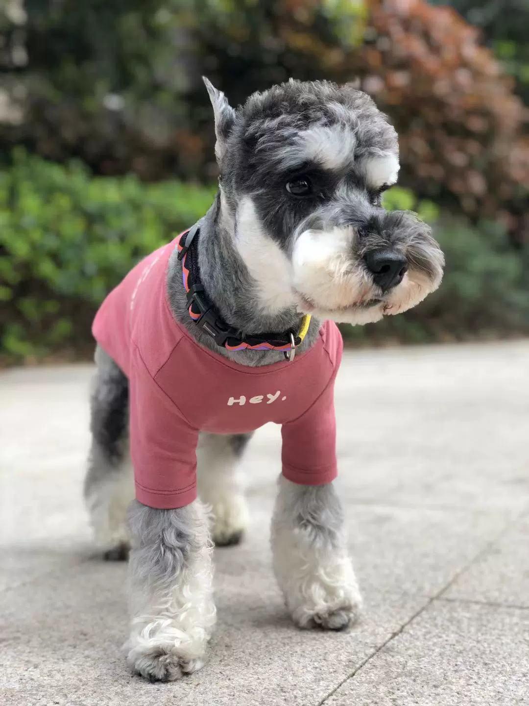 INS Style South Korea K-style Minimalist Printed Half Sleeve Pet Clothes Dogs and Cats Bottoming Pet Stretch Pure Color Letters - Image 2