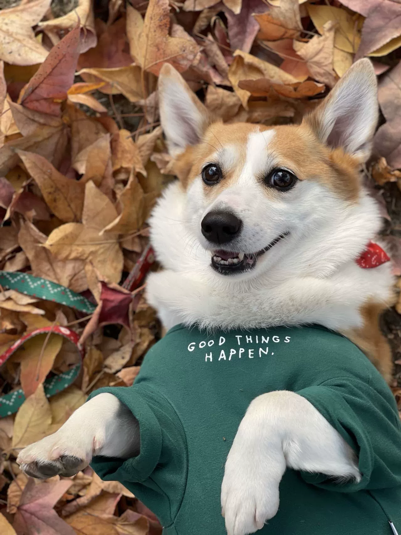 INS Style South Korea K-style Minimalist Printed Half Sleeve Pet Clothes Dogs and Cats Bottoming Pet Stretch Pure Color Letters - Image 3
