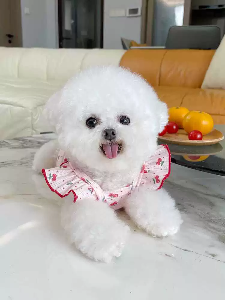 Pet Clothes Summer Thin Korean Style Flounced Sleeve Vest Camisole Teddy Bichon Dog Cat Air Conditioning Clothes Pajamas - Image 2